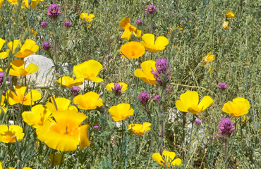 Desert Wildflowers
