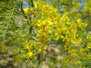 Palo Verde blossoms